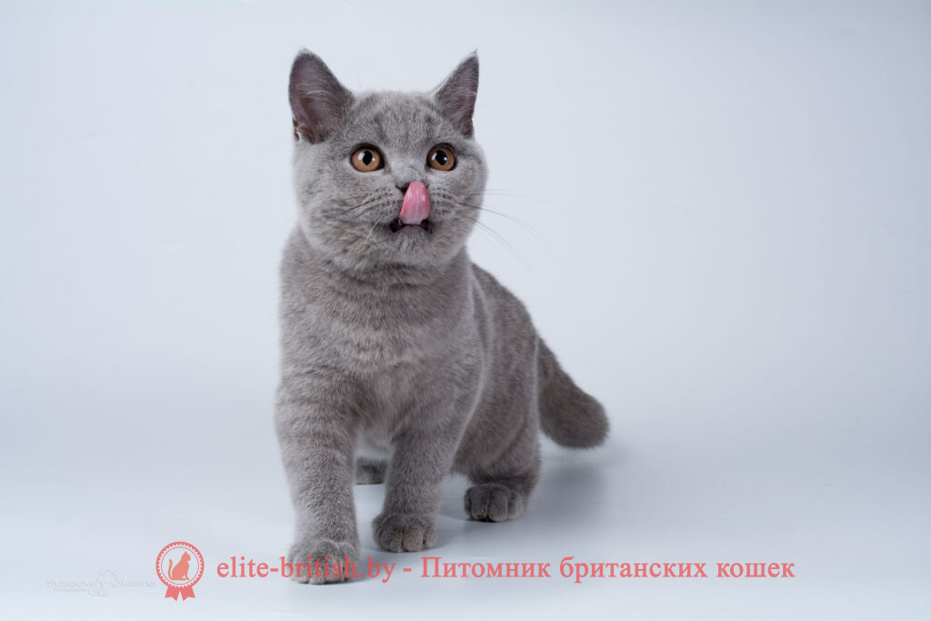 купить британского котенка, купить британца, купить британского котенка, купить британца, британец голубой фото, голубые британцы фото, британский кошки голубой, британская голубая кошка, британская голубая кошка фото, британской голубой кошки фото, кот британский голубой, коты британские голубые, голубые британские котята фото, британский голубой котенок фото, британский голубой кот фото, фото британского голубого кота, окрас британских котят голубой фото, британские котята голубого окраса фото, британцы коты фото голубые