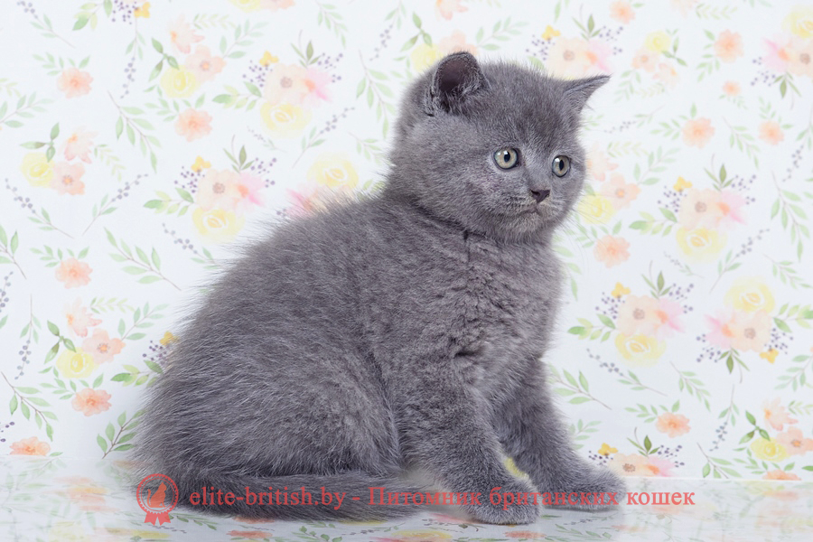 Британские котята голубого окраса, мальчик Barry (Барри), помет от 04.09.2022 купить британского котенка, купить британца, купить британского котенка, купить британца, британец голубой фото, голубые британцы фото, британский кошки голубой, британская голубая кошка, британская голубая кошка фото, британской голубой кошки фото, кот британский голубой, коты британские голубые, голубые британские котята фото, британский голубой котенок фото, британский голубой кот фото, фото британского голубого кота, окрас британских котят голубой фото, британские котята голубого окраса фото, британцы коты фото голубые