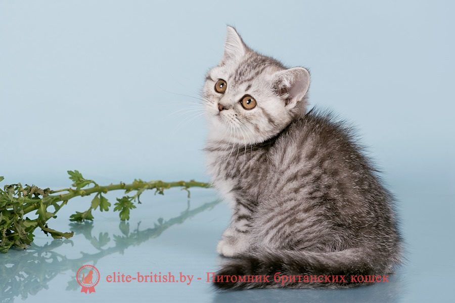 британский кот пятнистый, пятнистый британец, пятнистый окрас британских котят, британский кот леопардового окраса, пятнистый окрас британской кошки, британец леопардового окраса, котята британцы пятнистый окрас, пятнистый окрас британских котят, серебристый пятнистый британец, британская леопардовая кошка характер, британский кот леопардового окраса, британец черное пятно, британец черное пятно на серебре, пятнистый британец, британская леопардовая кошка, пятнистый окрас британской кошки, британские кошки черное пятно, леопардовая британская короткошерстная кошка, британские кошки леопардовые на серебре, британский кот черный леопардовый, британский кот пятно на серебре, британский пятнистый котенок, британские котята пятно, британские котята пятно на серебре, британский котенок черный пятнистый, британец мрамор, британец вискас, британец вискас кот, британец мраморно вискас окраса, черный пятнистый британец, вискас британцы, пятнистый вислоухий британец, котята британцы пятнистый окрас, вискас британцы котята, британские котята вискас окраса фото, пятнистый британец фото, вискас британская кошка фото, британские кошки вискас окраса фото, британские коты вискас фото, британские котята фото вискас, британцы вискас фото, кот британец фото пятнистый, британцы пятнистый окрас фото
