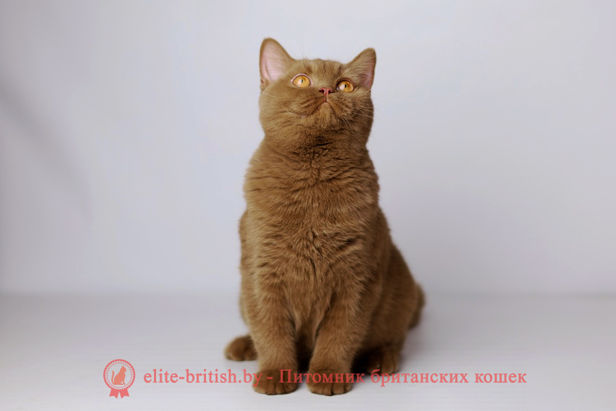 британские котята цвета корицы, британский короткошерстный котенок цвета корицы, британские котята цвета корицы, циннамон британец, британские кошки циннамон, британский кот циннамон, британские котята циннамон, британцы окраса циннамон, циннамон британец фото