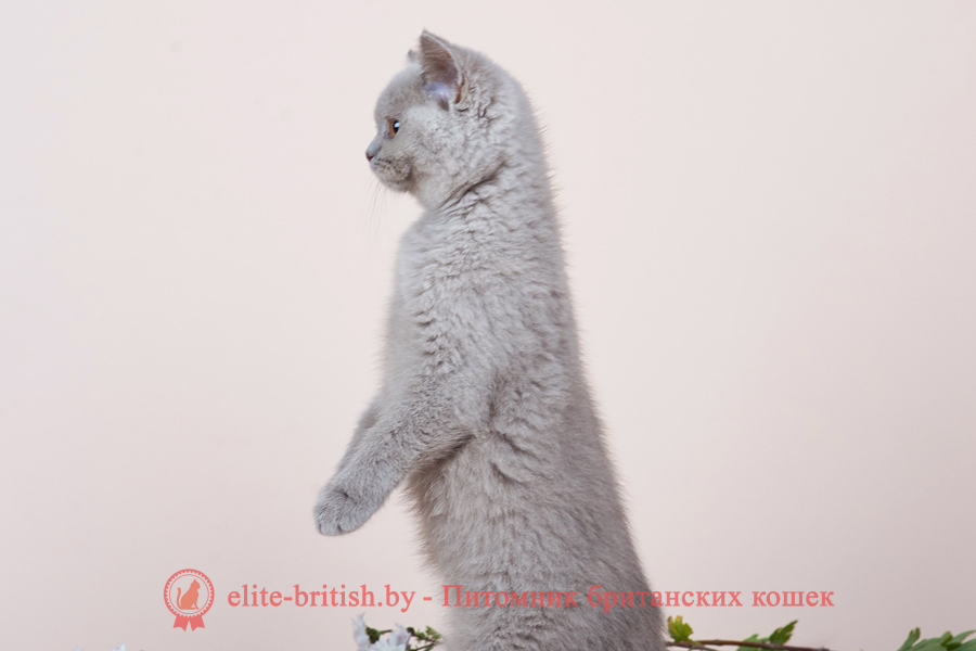 лиловый британец, британец лиловый фото, фото лиловых британцев, британский лиловый котенок, британские коты лилового окраса фото, фото лиловых британских котят, британские котята фото лиловые, британская кошка фото лиловая, фото лиловой британской кошки, британские котята лилового окраса фото, лиловая британская кошка, британский лиловый кот фото, британские котята лилового окраса, лиловый окрас британских кошек фото, лиловый британский кот, кот британец лиловый фото