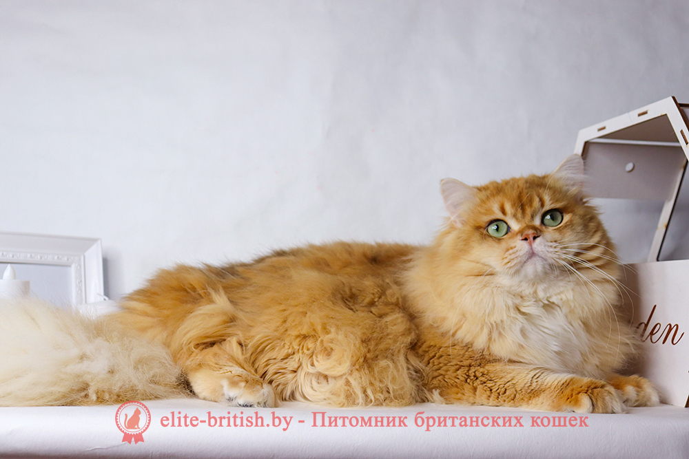 британская длинношерстная кошка золотая шиншилла, британская длинношерстная золотая шиншилла кошка, длинношерстные британцы фото, британские длинношерстные котята золотая шиншилла , британский длинношерстный кот, британские длинношерстные коты фото, длинношерстный британец, британская длинношерстная кошка цена, британская длинношерстная кошка купить, золотой британский кот, золотые британцы золотая шиншилла фото, золотой британец, британская кошка золотая шиншилла, британский кот шиншилла золотая, золотой тикированный британец, британец золотая шиншилла, британец золотистый