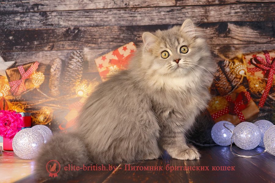 купить британского котенка, купить британца, длинношерстная британская кошка голубого пятнистого табби, длинношерстный британский кот голубой пятнистый табби, длинношерстные британцы голубого пятнистого табби, окрас голубой пятнистый табби британских кошек, длинношерстная британская кошка голубой пятнистый табби, длинношерстный британский кот голубой пятнистый табби, британцы голубой пятнистый табби, окрас голубой пятнистый табби британских кошек, голубой пятнистый табби британский короткошерстный котенок голубой пятнистый табби, британские котята голубой пятнистый табби, британский короткошерстный котенок голубой пятнистый табби