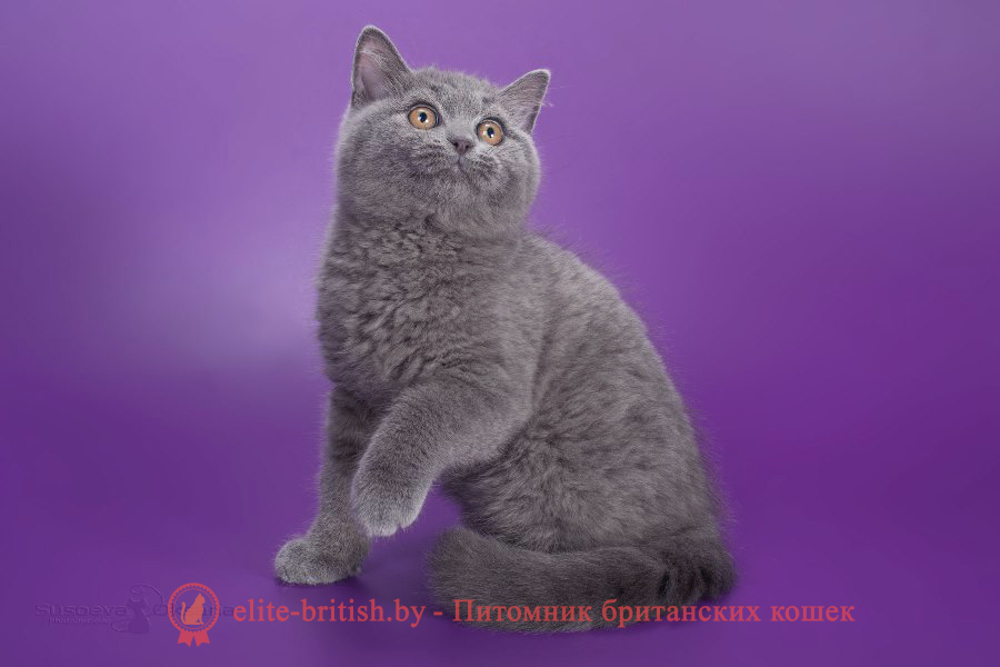 купить британского котенка, купить британца, купить британского котенка, купить британца, британец голубой фото, голубые британцы фото, британский кошки голубой, британская голубая кошка, британская голубая кошка фото, британской голубой кошки фото, кот британский голубой, коты британские голубые, голубые британские котята фото, британский голубой котенок фото, британский голубой кот фото, фото британского голубого кота, окрас британских котят голубой фото, британские котята голубого окраса фото, британцы коты фото голубые