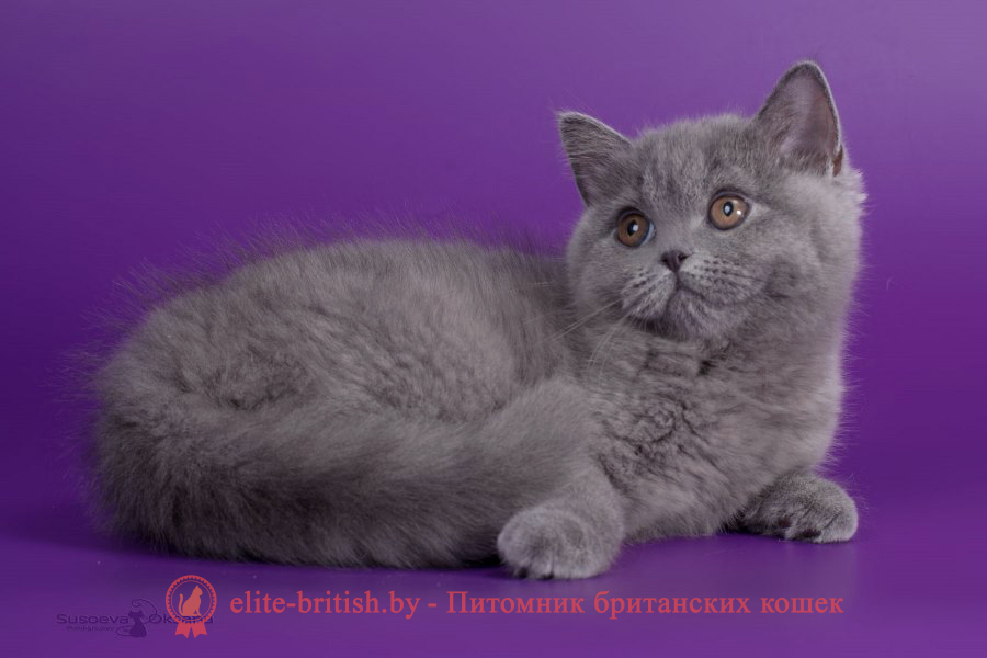 купить британского котенка, купить британца, купить британского котенка, купить британца, британец голубой фото, голубые британцы фото, британский кошки голубой, британская голубая кошка, британская голубая кошка фото, британской голубой кошки фото, кот британский голубой, коты британские голубые, голубые британские котята фото, британский голубой котенок фото, британский голубой кот фото, фото британского голубого кота, окрас британских котят голубой фото, британские котята голубого окраса фото, британцы коты фото голубые