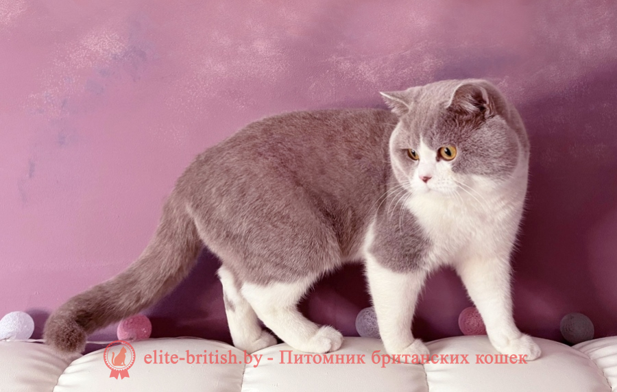 вязка британских кошек, кот для вязки британец, вязка британской кошки с британским котом, авито вязка британских кошек, авито кот для вязки британец, вязка британских кошек объявления, кот для вязки британец бесплатно, британский кот для вязки, ищем кота для вязки британца, лиловый биколор британец вязка, британец лиловый биколор фото, фото лиловых биколор британцев, британский лиловый биколор кот вязка, британские коты лилового с белым окраса фото, фото лиловых с белым британских котов вязка, британские котята фото лиловые с белым, британская кошка фото лиловая биколор, лиловая биколор британская кошка, британский лиловый кот вязка фото, британские котята лилового с белым окраса, лиловый с белым окрас британских кошек фото, лиловый британский кот вязка, вязка кот британец лиловый биколор фото, вязка лиловый биколор окрас британских кошек, британцы лилового с белым окраса, британец лилового биколор цвета, британец лилового с белым окраса фото, лиловые биколор британцы фото, британская короткошерстная кошка лиловая, вязка биколор британец, вязка биколор британец, вязка британцы биколор фото