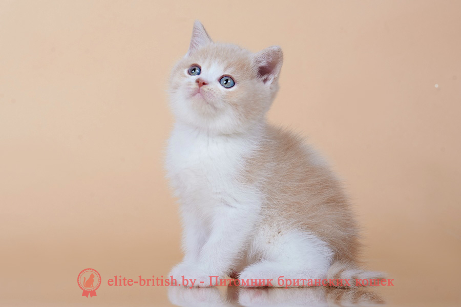 кошки британские бежевые биколор, бежевые с белым британские коты, британские котята кремовые биколор фото, британские кремовые коты фото, кремовый с белым британец фото, британские котята кремового окраса фото, британец персикового цвета фото, британские котята персиковые биколор фото, британские персиковые с белым котята, британец персиковый, британец биколор персиковый фото, британцы персикового окраса, британские котята кремового окраса, кремовый с белым окрас британских кошек, британцы кремового с белым окраса, британский кот кремового биколор окраса, британская кошка кремовый окрас фото, британские котята кремового окраса фото
