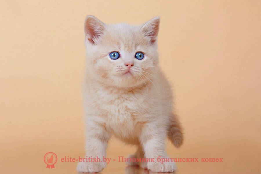 бежевые британцы, бежевый британец фото, кошки британские бежевые, бежевые британские коты, британские котята кремовые фото, британские кремовые коты фото, кремовый британец фото, британские котята кремового окраса фото, британец персикового цвета фото, британские котята персиковые фото, британские персиковые котята, британец персиковый, британец персиковый фото, британцы персикового окраса, британские котята кремового окраса, кремовый окрас британских кошек, британцы кремового окраса, британский кот кремового окраса, британская кошка кремовый окрас фото, британские котята кремового окраса фото