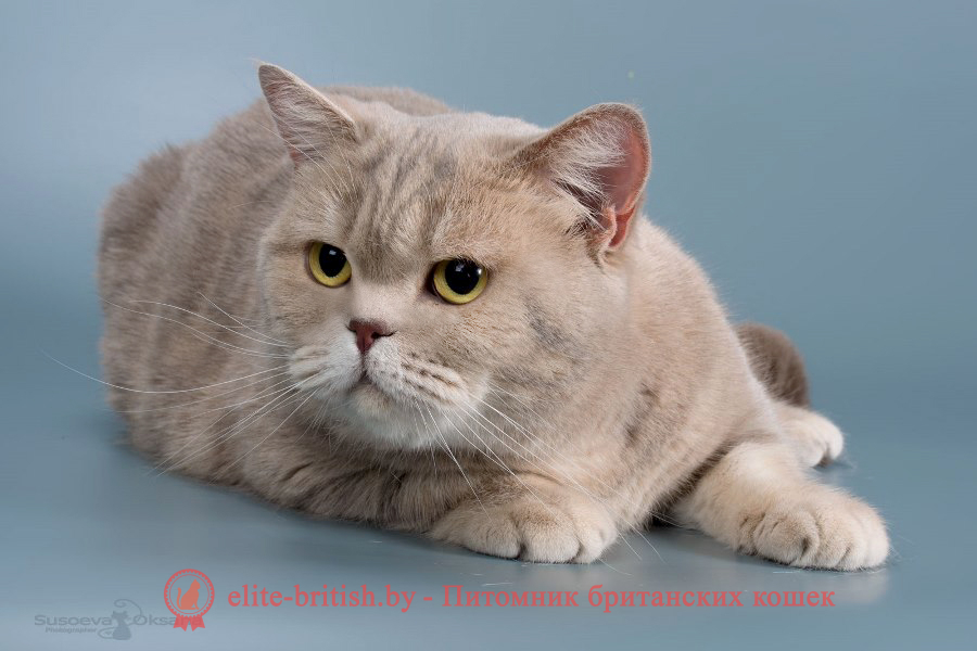 Британская кошка лилового мраморного окраса