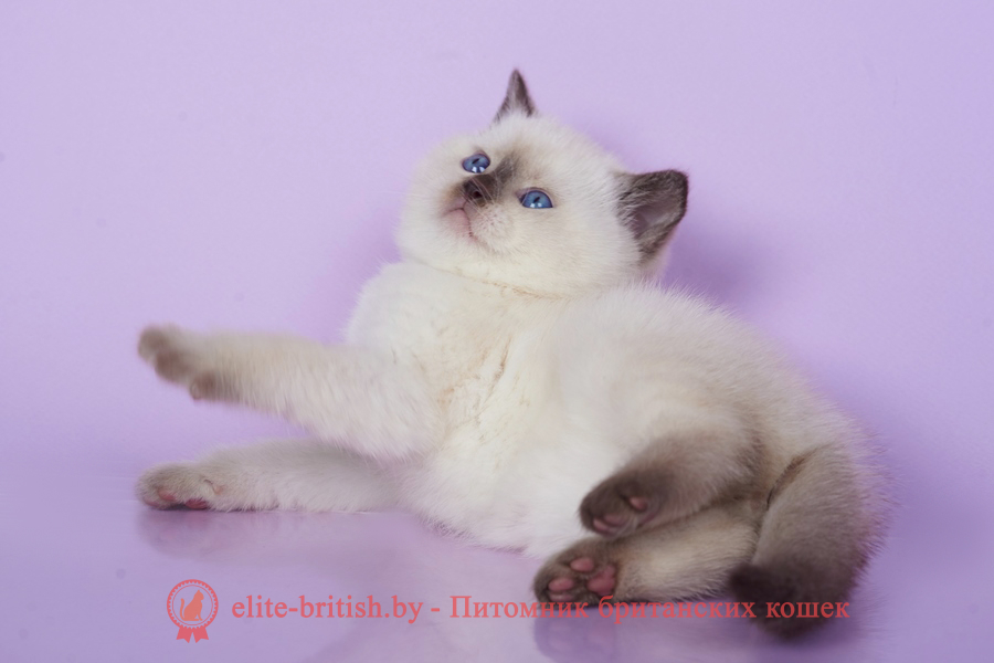 британский пойнт кот, британская короткошерстная колор пойнт, британская кошка колор пойнт, британские коты колор пойнт, британский кот колор пойнт с голубыми глазами, кот колор пойнт британский фото, британская кошка колор пойнт фото, купить котенка британца окрас колор пойнт, британский котенок колор пойнт, британская кошка окраса поинт, британская короткошерстная колор шоколадный пойнт, колор поинт окрас у кошек британской, британские котята колор шоколадный пойнт продажа севастополь, британские котята поинт, британский кот поинт колор, британская кошка шоколадный поинт, британская кошка поинт колор, кот британец колор шоколадный пойнт, британская кошка окраса колор пойнт, котята британские окраса колор шоколадный пойнт, британская кошка окрас шоколадный пойнт, британская кошка пойнт, британские котята пойнт, британский кот поинт