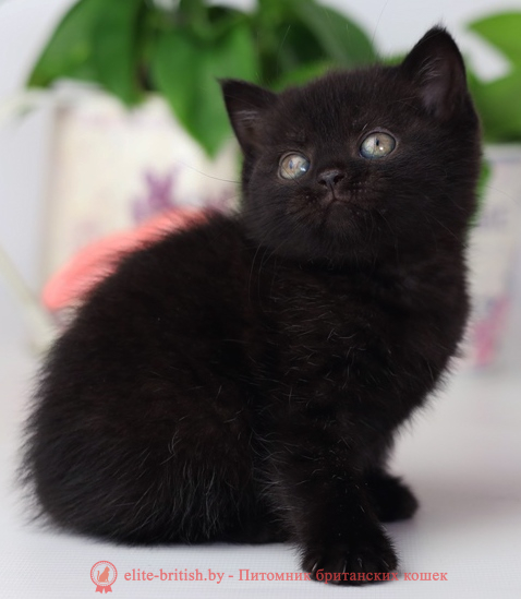 купить британского котенка, купить британца, британец черный фото, черные британцы фото, черный британский кот фото, черные британские коты фото, черная британская кошка, черная британская кошка фото, черный британский кот, черные британские коты, британский черный котенок, черные британские котята, кот британец черный фото, черные коты британцы фото, черный британец, британцы черные, британские котята черного окраса, черный британец котенок, котята британцы черные, фото черного британского котенка, черные британские котята фото, британцы коты черные, черный британец кот, британец черный мрамор на серебре, британские коты черного окраса фото, британец черного цвета, черная кошка британец, кот британец черно белый, британец черного цвета, британские кошки окрас черный, британцы черный окрас, британские кошки черный мрамор, британский кот черный мрамор, британский котенок черный мрамор, черный мраморный британец, черный мрамор британцы, котята британцы черные фото, черный британец котенок фото, британцы черного окраса фото, кошки британцы черные фото, британские кошки черного окраса фото, фото британских котят черного окраса, британская кошка черного окраса, британская черный окрас, британские котята черного окраса, британские котята черного окраса фото, британские кошки черного окраса фото, британский кот черного окраса фото, британцы черного окраса, британцы черного окраса фото