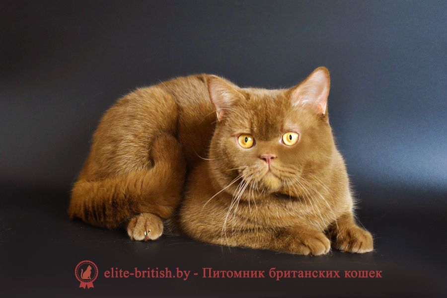 Британский кот цвета корицы, британский короткошерстный кот цвета корицы, британские коты цвета корицы, циннамон британец, британские кошки циннамон, британский кот циннамон, британские коты циннамон, британцы окраса циннамон, циннамон британец фото
