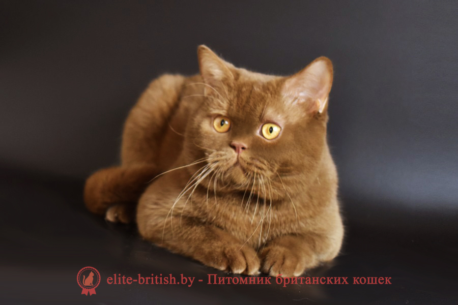 Британский кот цвета корицы, британский короткошерстный кот цвета корицы, британские коты цвета корицы, циннамон британец, британские кошки циннамон, британский кот циннамон, британские коты циннамон, британцы окраса циннамон, циннамон британец фото
