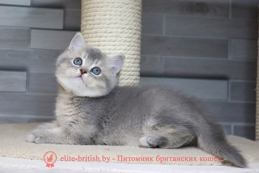 купить британского котенка голубого тикированного, купить британца голубого тикированного, купить британского котенка тикированного, купить британца тикированного, тикированный британец голубой фото, тикированные голубые британцы фото, британский кошки голубой тикированный, британская голубая кошка, британская голубая кошка фото, британской голубой кошки фото, кот британский голубой, коты британские голубые, голубые британские котята фото, британский голубой котенок фото, британский голубой кот фото, фото британского голубого кота, окрас британских котят голубой фото, британские котята голубого окраса фото, британцы коты фото голубые