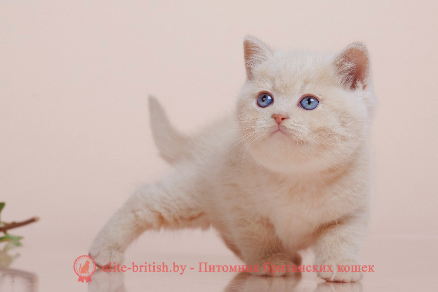 бежевые британцы, бежевый британец фото, кошки британские бежевые, бежевые британские коты, британские котята кремовые фото, британские кремовые коты фото, кремовый британец фото, британские котята кремового окраса фото, британец персикового цвета фото, британские котята персиковые фото, британские персиковые котята, британец персиковый, британец персиковый фото, британцы персикового окраса, британские котята кремового окраса, кремовый окрас британских кошек, британцы кремового окраса, британский кот кремового окраса, британская кошка кремовый окрас фото, британские котята кремового окраса фото