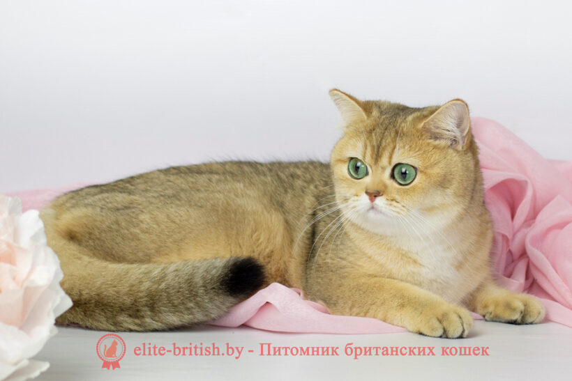 Британская золотая шиншилла: фото, описание, генетика окраса - ЭЛИТНЫЕ ...