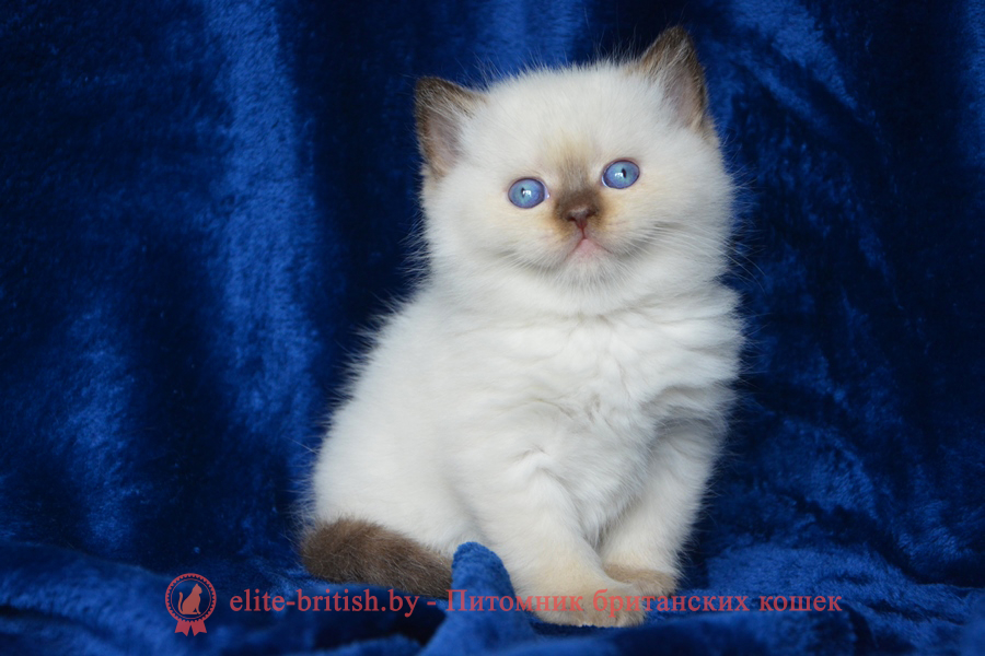 британский пойнт кот, британская короткошерстная колор пойнт, британская кошка колор пойнт, британские коты шоколадный табби пойнт, британский кот колор пойнт с голубыми глазами, кот колор пойнт британский фото, британская кошка колор пойнт фото, купить котенка британца окрас черный шоколадный табби пойнт, британский котенок колор пойнт, британская кошка окраса поинт, британская короткошерстная колор пойнт, колор поинт окрас у кошек британской, британские котята шоколадный шоколадный табби пойнт продажа севастополь, британские котята поинт, британский кот поинт колор, британская кошка поинт, британская кошка поинт колор, кот британец черный шоколадный табби пойнт, британская кошка окраса колор пойнт, котята британские окраса колор пойнт, британская кошка окрас пойнт, британская кошка пойнт, британские котята черный шоколадный табби пойнт, британский кот поинт