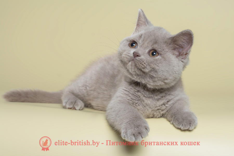 Британская кошка лилового окраса (31 фото)