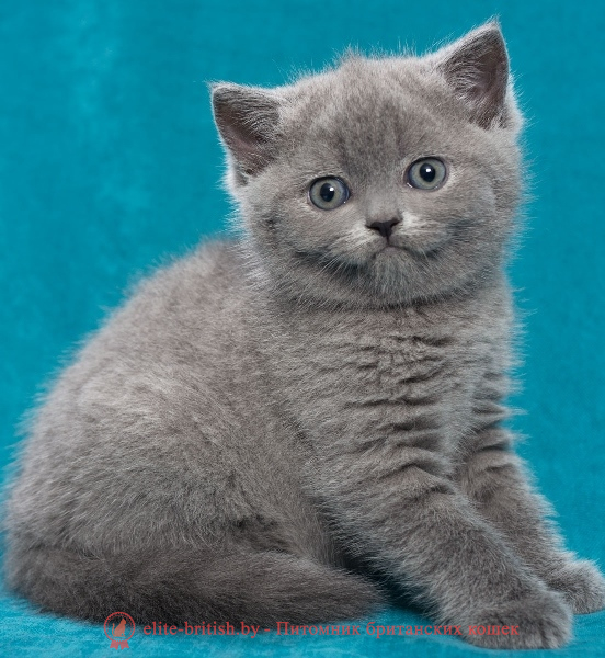 купить британского котенка, купить британца, британец голубой фото, голубые британцы фото, британский кошки голубой, британская голубая кошка, британская голубая кошка фото, британской голубой кошки фото, кот британский голубой, коты британские голубые, голубые британские котята фото, британский голубой котенок фото, британский голубой кот фото, фото британского голубого кота, окрас британских котят голубой фото, британские котята голубого окраса фото, британцы коты фото голубые