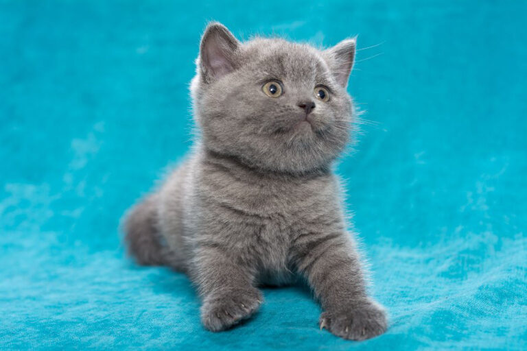 British Shorthair Cats - Ancestors