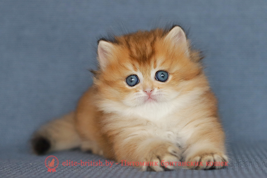 Британские котята золотая затушеванная шиншилла, девочка Donatella (Донателла), помет от 02.07.2023 купить британского котенка, купить британца, длинношерстный золотой британский кот, длинношерстные золотые британцы фото, длинношерстный золотой британец, британская кошка золотая шиншилла затушеванный, британский кот шиншилла золотая, длинношерстный золотой затушеванный британец, британец золотая шиншилла затушеванный, британец золотистый затушеванный, котята британские окрас золотая шиншилла, британская кошка золотая шиншилла затушеванный фото, британец окрас золотая шиншилла ny11 фото, британский длинношерстный золотой котенок, британская золотая кошка, британские котята золотая шиншилла, британский золотистый кот, кот длинношерстный золотой британец, британцы окрас длинношерстный золотой, британцы окрас золотая шиншилла, котята британцы золотая шиншилла, золотистые британские котята, британские котята золотого окраса, британцы золотая шиншилла фото, золотой окрас британских кошек, британцы золотого окраса, британские котята золотого окраса, британец окрас золотая шиншилла, британские котята окраса золотая шиншилла, питомник британских кошек золотых окрасов, британец окрас золотая шиншилла фото, затушеванный британец, серебристый затушеванный британец, кошки британские серебристые, британская короткошерстная окраса золото