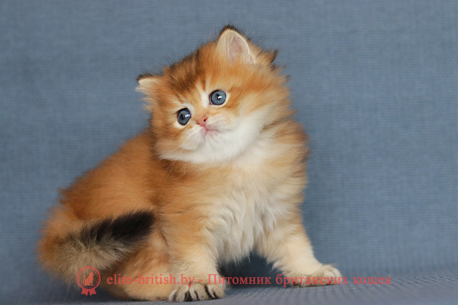 Британские котята золотая затушеванная шиншилла, мальчик Dorian (Дориан), помет от 02.07.2023 купить британского котенка, купить британца, длинношерстный золотой британский кот, длинношерстные золотые британцы фото, длинношерстный золотой британец, британская кошка золотая шиншилла затушеванный, британский кот шиншилла золотая, длинношерстный золотой затушеванный британец, британец золотая шиншилла затушеванный, британец золотистый затушеванный, котята британские окрас золотая шиншилла, британская кошка золотая шиншилла затушеванный фото, британец окрас золотая шиншилла ny11 фото, британский длинношерстный золотой котенок, британская золотая кошка, британские котята золотая шиншилла, британский золотистый кот, кот длинношерстный золотой британец, британцы окрас длинношерстный золотой, британцы окрас золотая шиншилла, котята британцы золотая шиншилла, золотистые британские котята, британские котята золотого окраса, британцы золотая шиншилла фото, золотой окрас британских кошек, британцы золотого окраса, британские котята золотого окраса, британец окрас золотая шиншилла, британские котята окраса золотая шиншилла, питомник британских кошек золотых окрасов, британец окрас золотая шиншилла фото, затушеванный британец, серебристый затушеванный британец, кошки британские серебристые, британская короткошерстная окраса золото
