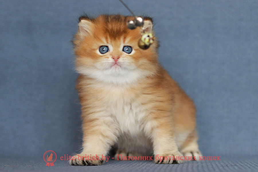 Британские котята золотая затушеванная шиншилла, мальчик Dorian (Дориан), помет от 02.07.2023 купить британского котенка, купить британца, длинношерстный золотой британский кот, длинношерстные золотые британцы фото, длинношерстный золотой британец, британская кошка золотая шиншилла затушеванный, британский кот шиншилла золотая, длинношерстный золотой затушеванный британец, британец золотая шиншилла затушеванный, британец золотистый затушеванный, котята британские окрас золотая шиншилла, британская кошка золотая шиншилла затушеванный фото, британец окрас золотая шиншилла ny11 фото, британский длинношерстный золотой котенок, британская золотая кошка, британские котята золотая шиншилла, британский золотистый кот, кот длинношерстный золотой британец, британцы окрас длинношерстный золотой, британцы окрас золотая шиншилла, котята британцы золотая шиншилла, золотистые британские котята, британские котята золотого окраса, британцы золотая шиншилла фото, золотой окрас британских кошек, британцы золотого окраса, британские котята золотого окраса, британец окрас золотая шиншилла, британские котята окраса золотая шиншилла, питомник британских кошек золотых окрасов, британец окрас золотая шиншилла фото, затушеванный британец, серебристый затушеванный британец, кошки британские серебристые, британская короткошерстная окраса золото