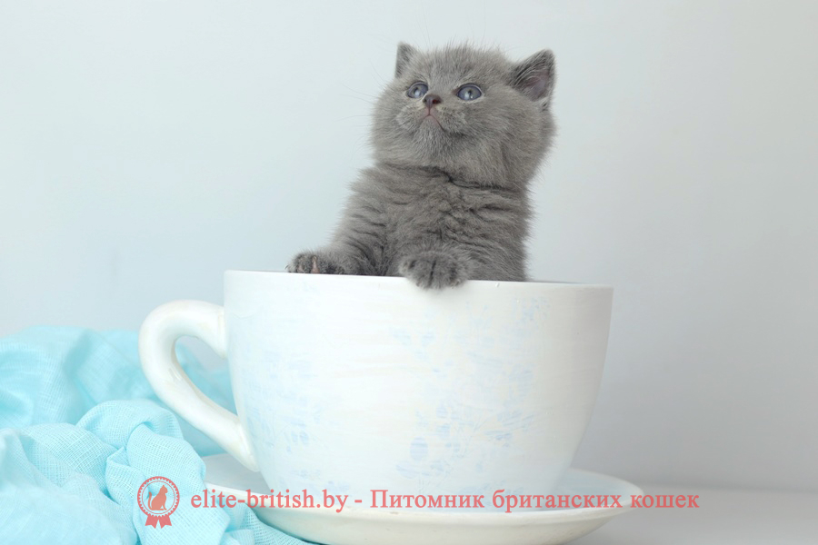 Британские котята голубого окраса, мальчик Nelson (Нельсон), помет от 20.07.2023 британец голубой фото, голубые британцы фото, британский кошки голубой, британская голубая кошка, британская голубая кошка фото, британской голубой кошки фото, кот британский голубой, коты британские голубые, голубые британские котята фото, британский голубой котенок фото, британский голубой кот фото, фото британского голубого кота, окрас британских котят голубой фото, британские котята голубого окраса фото, британцы коты фото голубые