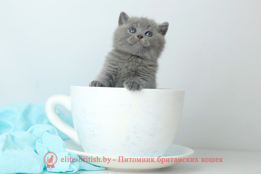 Британские котята голубого окраса, мальчик Nelson (Нельсон), помет от 20.07.2023 британец голубой фото, голубые британцы фото, британский кошки голубой, британская голубая кошка, британская голубая кошка фото, британской голубой кошки фото, кот британский голубой, коты британские голубые, голубые британские котята фото, британский голубой котенок фото, британский голубой кот фото, фото британского голубого кота, окрас британских котят голубой фото, британские котята голубого окраса фото, британцы коты фото голубые