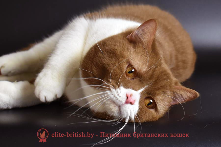 британские котята цвета корицы, британский короткошерстный котенок цвета корицы, британские котята цвета корицы, циннамон британец, британские кошки циннамон, британский кот циннамон, британские котята циннамон, британцы окраса циннамон, циннамон британец фото