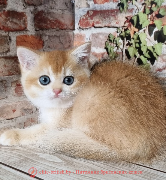 купить британского котенка, купить британца, золотой британский кот, золотые британцы фото, золотой британец, британская кошка золотая шиншилла, британский кот шиншилла золотая, золотой тикированный британец, британец золотая шиншилла, британец золотистый, котята британские окрас золотая шиншилла, британская кошка золотая шиншилла фото, британец окрас золотая шиншилла фото, британский золотой котенок, британская золотая кошка, британские котята золотая шиншилла, британский золотистый кот, кот золотой британец, британцы окрас золотой, британцы окрас золотая шиншилла, котята британцы золотая шиншилла, золотистые британские котята, британские котята золотого окраса, британцы золотая шиншилла фото, золотой окрас британских кошек, британцы золотого окраса, британские котята золотого окраса, британец окрас золотая шиншилла, британские котята окраса золотая шиншилла, питомник британских кошек золотых окрасов, британец окрас золотая шиншилла фото, затушеванный британец, серебристый затушеванный британец, кошки британские серебристые, британская короткошерстная окраса золото