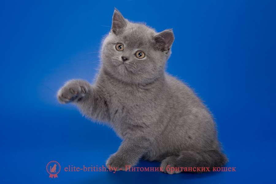 голубые британцы фото, британский кошки голубой, британская голубая кошка, британская голубая кошка фото, британской голубой кошки фото, кот британский голубой, коты британские голубые, голубые британские котята фото, британский голубой котенок фото, британский голубой кот фото, фото британского голубого кота, окрас британских котят голубой фото, британские котята голубого окраса фото, британцы коты фото голубые