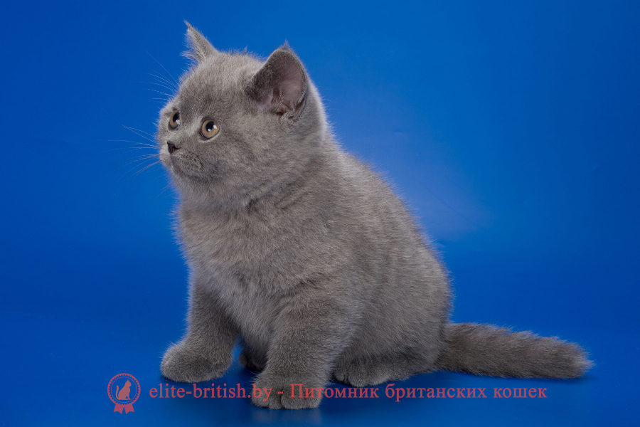 голубые британцы фото, британский кошки голубой, британская голубая кошка, британская голубая кошка фото, британской голубой кошки фото, кот британский голубой, коты британские голубые, голубые британские котята фото, британский голубой котенок фото, британский голубой кот фото, фото британского голубого кота, окрас британских котят голубой фото, британские котята голубого окраса фото, британцы коты фото голубые