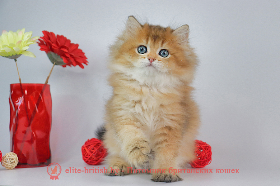 Британские котята золотая затушеванная шиншилла, мальчик Dorian (Дориан), помет от 02.07.2023 купить британского котенка, купить британца, длинношерстный золотой британский кот, длинношерстные золотые британцы фото, длинношерстный золотой британец, британская кошка золотая шиншилла затушеванный, британский кот шиншилла золотая, длинношерстный золотой затушеванный британец, британец золотая шиншилла затушеванный, британец золотистый затушеванный, котята британские окрас золотая шиншилла, британская кошка золотая шиншилла затушеванный фото, британец окрас золотая шиншилла ny11 фото, британский длинношерстный золотой котенок, британская золотая кошка, британские котята золотая шиншилла, британский золотистый кот, кот длинношерстный золотой британец, британцы окрас длинношерстный золотой, британцы окрас золотая шиншилла, котята британцы золотая шиншилла, золотистые британские котята, британские котята золотого окраса, британцы золотая шиншилла фото, золотой окрас британских кошек, британцы золотого окраса, британские котята золотого окраса, британец окрас золотая шиншилла, британские котята окраса золотая шиншилла, питомник британских кошек золотых окрасов, британец окрас золотая шиншилла фото, затушеванный британец, серебристый затушеванный британец, кошки британские серебристые, британская короткошерстная окраса золото