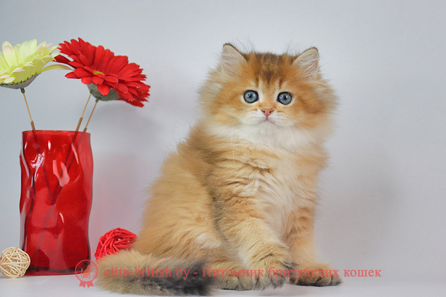 Британские котята золотая затушеванная шиншилла, мальчик Dorian (Дориан), помет от 02.07.2023 купить британского котенка, купить британца, длинношерстный золотой британский кот, длинношерстные золотые британцы фото, длинношерстный золотой британец, британская кошка золотая шиншилла затушеванный, британский кот шиншилла золотая, длинношерстный золотой затушеванный британец, британец золотая шиншилла затушеванный, британец золотистый затушеванный, котята британские окрас золотая шиншилла, британская кошка золотая шиншилла затушеванный фото, британец окрас золотая шиншилла ny11 фото, британский длинношерстный золотой котенок, британская золотая кошка, британские котята золотая шиншилла, британский золотистый кот, кот длинношерстный золотой британец, британцы окрас длинношерстный золотой, британцы окрас золотая шиншилла, котята британцы золотая шиншилла, золотистые британские котята, британские котята золотого окраса, британцы золотая шиншилла фото, золотой окрас британских кошек, британцы золотого окраса, британские котята золотого окраса, британец окрас золотая шиншилла, британские котята окраса золотая шиншилла, питомник британских кошек золотых окрасов, британец окрас золотая шиншилла фото, затушеванный британец, серебристый затушеванный британец, кошки британские серебристые, британская короткошерстная окраса золото