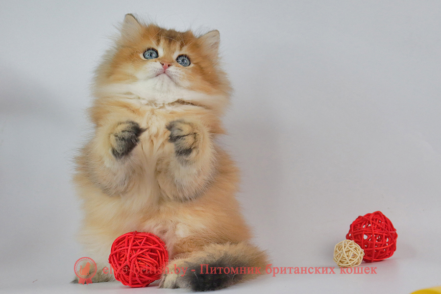 Британские котята золотая затушеванная шиншилла, мальчик Dorian (Дориан), помет от 02.07.2023 купить британского котенка, купить британца, длинношерстный золотой британский кот, длинношерстные золотые британцы фото, длинношерстный золотой британец, британская кошка золотая шиншилла затушеванный, британский кот шиншилла золотая, длинношерстный золотой затушеванный британец, британец золотая шиншилла затушеванный, британец золотистый затушеванный, котята британские окрас золотая шиншилла, британская кошка золотая шиншилла затушеванный фото, британец окрас золотая шиншилла ny11 фото, британский длинношерстный золотой котенок, британская золотая кошка, британские котята золотая шиншилла, британский золотистый кот, кот длинношерстный золотой британец, британцы окрас длинношерстный золотой, британцы окрас золотая шиншилла, котята британцы золотая шиншилла, золотистые британские котята, британские котята золотого окраса, британцы золотая шиншилла фото, золотой окрас британских кошек, британцы золотого окраса, британские котята золотого окраса, британец окрас золотая шиншилла, британские котята окраса золотая шиншилла, питомник британских кошек золотых окрасов, британец окрас золотая шиншилла фото, затушеванный британец, серебристый затушеванный британец, кошки британские серебристые, британская короткошерстная окраса золото