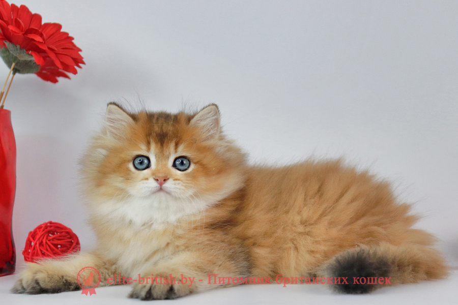 Британские котята золотая затушеванная шиншилла, мальчик Dorian (Дориан), помет от 02.07.2023 купить британского котенка, купить британца, длинношерстный золотой британский кот, длинношерстные золотые британцы фото, длинношерстный золотой британец, британская кошка золотая шиншилла затушеванный, британский кот шиншилла золотая, длинношерстный золотой затушеванный британец, британец золотая шиншилла затушеванный, британец золотистый затушеванный, котята британские окрас золотая шиншилла, британская кошка золотая шиншилла затушеванный фото, британец окрас золотая шиншилла ny11 фото, британский длинношерстный золотой котенок, британская золотая кошка, британские котята золотая шиншилла, британский золотистый кот, кот длинношерстный золотой британец, британцы окрас длинношерстный золотой, британцы окрас золотая шиншилла, котята британцы золотая шиншилла, золотистые британские котята, британские котята золотого окраса, британцы золотая шиншилла фото, золотой окрас британских кошек, британцы золотого окраса, британские котята золотого окраса, британец окрас золотая шиншилла, британские котята окраса золотая шиншилла, питомник британских кошек золотых окрасов, британец окрас золотая шиншилла фото, затушеванный британец, серебристый затушеванный британец, кошки британские серебристые, британская короткошерстная окраса золото