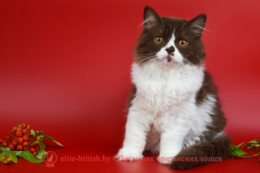 длинношерстные британские котята шоколадный с белым, длинношертный британский короткошерстный котенок шоколадныйс белым, длинношерстный шоколадныйбиколор британская кошка, кот британский длинношерстный шоколадный биколор, британский котенок длинношерстный шоколадный биколор, длинношерстный шоколадный биколор британец, длинношерстный шоколадный биколор британец, британские котята длинношерстные шоколадный биколор фото, британцы длинношерстные шоколадный биколор фото, разноглазые британцы, циннамон британец, фавн британский котенок