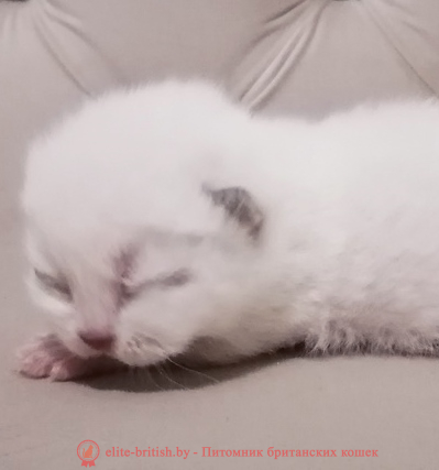 купить британского котенка, купить британца, британский пойнт кот, британская короткошерстная колор пойнт, британская кошка колор пойнт, британские коты шоколадный табби пойнт, британский кот колор пойнт с голубыми глазами, кот колор пойнт британский фото, британская кошка колор пойнт фото, купить котенка британца окрас черный шоколадный табби пойнт, британский котенок колор пойнт, британская кошка окраса поинт, британская короткошерстная колор пойнт, колор поинт окрас у кошек британской, британские котята шоколадный шоколадный табби пойнт продажа севастополь, британские котята поинт, британский кот поинт колор, британская кошка поинт, британская кошка поинт колор, кот британец черный шоколадный табби пойнт, британская кошка окраса колор пойнт, котята британские окраса колор пойнт, британская кошка окрас пойнт, британская кошка пойнт, британские котята черный шоколадный табби пойнт, британский кот поинт