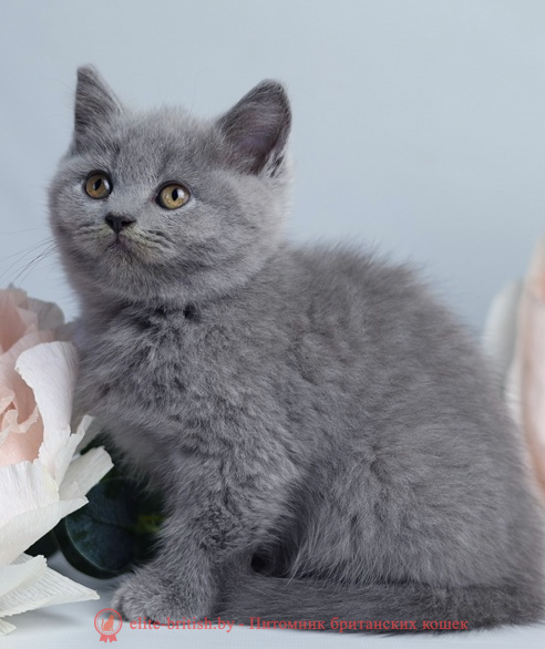 купить британского котенка, купить британца, купить британского котенка, купить британца, британец голубой фото, голубые британцы фото, британский кошки голубой, британская голубая кошка, британская голубая кошка фото, британской голубой кошки фото, кот британский голубой, коты британские голубые, голубые британские котята фото, британский голубой котенок фото, британский голубой кот фото, фото британского голубого кота, окрас британских котят голубой фото, британские котята голубого окраса фото, британцы коты фото голубые