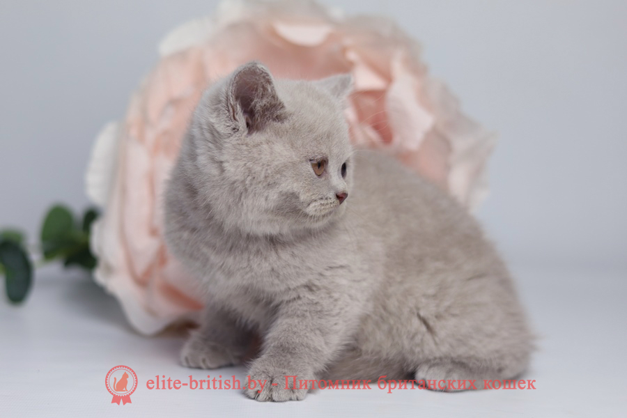 лиловый британец, британец лиловый фото, фото лиловых британцев, британский лиловый котенок, британские коты лилового окраса фото, фото лиловых британских котят, британские котята фото лиловые, британская кошка фото лиловая, фото лиловой британской кошки, британские котята лилового окраса фото, лиловая британская кошка, британский лиловый кот фото, британские котята лилового окраса, лиловый окрас британских кошек фото, лиловый британский кот, кот британец лиловый фото
