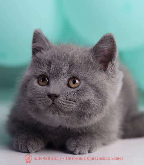 купить британского котенка, купить британца, купить британского котенка, купить британца, британец голубой фото, голубые британцы фото, британский кошки голубой, британская голубая кошка, британская голубая кошка фото, британской голубой кошки фото, кот британский голубой, коты британские голубые, голубые британские котята фото, британский голубой котенок фото, британский голубой кот фото, фото британского голубого кота, окрас британских котят голубой фото, британские котята голубого окраса фото, британцы коты фото голубые