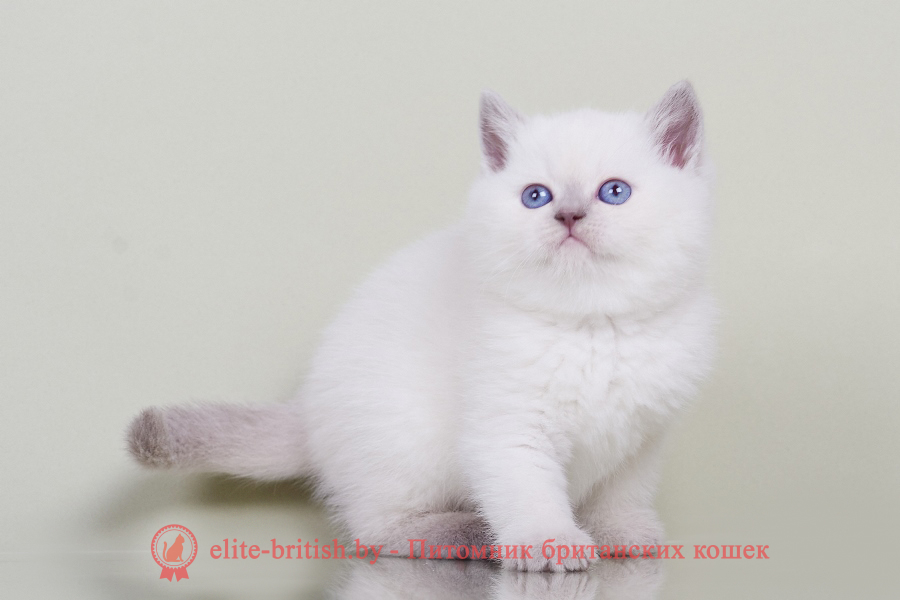 британская короткошерстная колор пойнт, британская кошка колор пойнт, британские коты шоколадный табби пойнт, британский кот колор пойнт с голубыми глазами, кот колор пойнт британский фото, британская кошка колор пойнт фото, купить котенка британца окрас черный шоколадный табби пойнт, британский котенок колор пойнт, британская кошка окраса поинт, британская короткошерстная колор пойнт, колор поинт окрас у кошек британской, британские котята шоколадный шоколадный табби пойнт продажа севастополь, британские котята поинт, британский кот поинт колор, британская кошка поинт, британская кошка поинт колор, кот британец черный шоколадный табби пойнт, британская кошка окраса колор пойнт, котята британские окраса колор пойнт, британская кошка окрас пойнт, британская кошка пойнт, британские котята черный шоколадный табби пойнт, британский кот поинт
