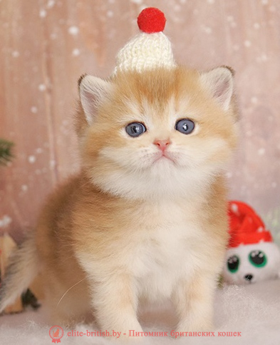 купить британского котенка, купить британца, золотой британский кот, золотые британцы фото, золотой британец, британская кошка золотая шиншилла, британский кот шиншилла золотая, золотой тикированный британец, британец золотая шиншилла, британец золотистый, котята британские окрас золотая шиншилла, британская кошка золотая шиншилла фото, британец окрас золотая шиншилла фото, британский золотой котенок, британская золотая кошка, британские котята золотая шиншилла, британский золотистый кот, кот золотой британец, британцы окрас золотой, британцы окрас золотая шиншилла, котята британцы золотая шиншилла, золотистые британские котята, британские котята золотого окраса, британцы золотая шиншилла фото, золотой окрас британских кошек, британцы золотого окраса, британские котята золотого окраса, британец окрас золотая шиншилла, британские котята окраса золотая шиншилла, питомник британских кошек золотых окрасов, британец окрас золотая шиншилла фото, затушеванный британец, серебристый затушеванный британец, кошки британские серебристые, британская короткошерстная окраса золото