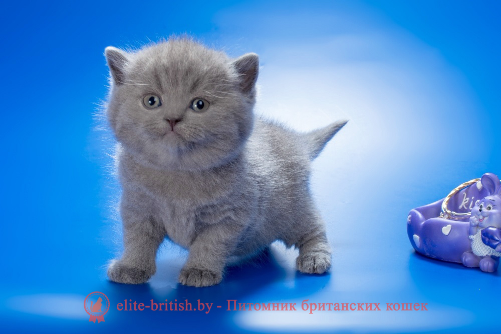 Британские котята голубого окраса, мальчик Thunder (Сандер), помет от 3.02.2024 британец голубой фото, голубые британцы фото, британский кошки голубой, британская голубая кошка, британская голубая кошка фото, британской голубой кошки фото, кот британский голубой, коты британские голубые, голубые британские котята фото, британский голубой котенок фото, британский голубой кот фото, фото британского голубого кота, окрас британских котят голубой фото, британские котята голубого окраса фото, британцы коты фото голубые
