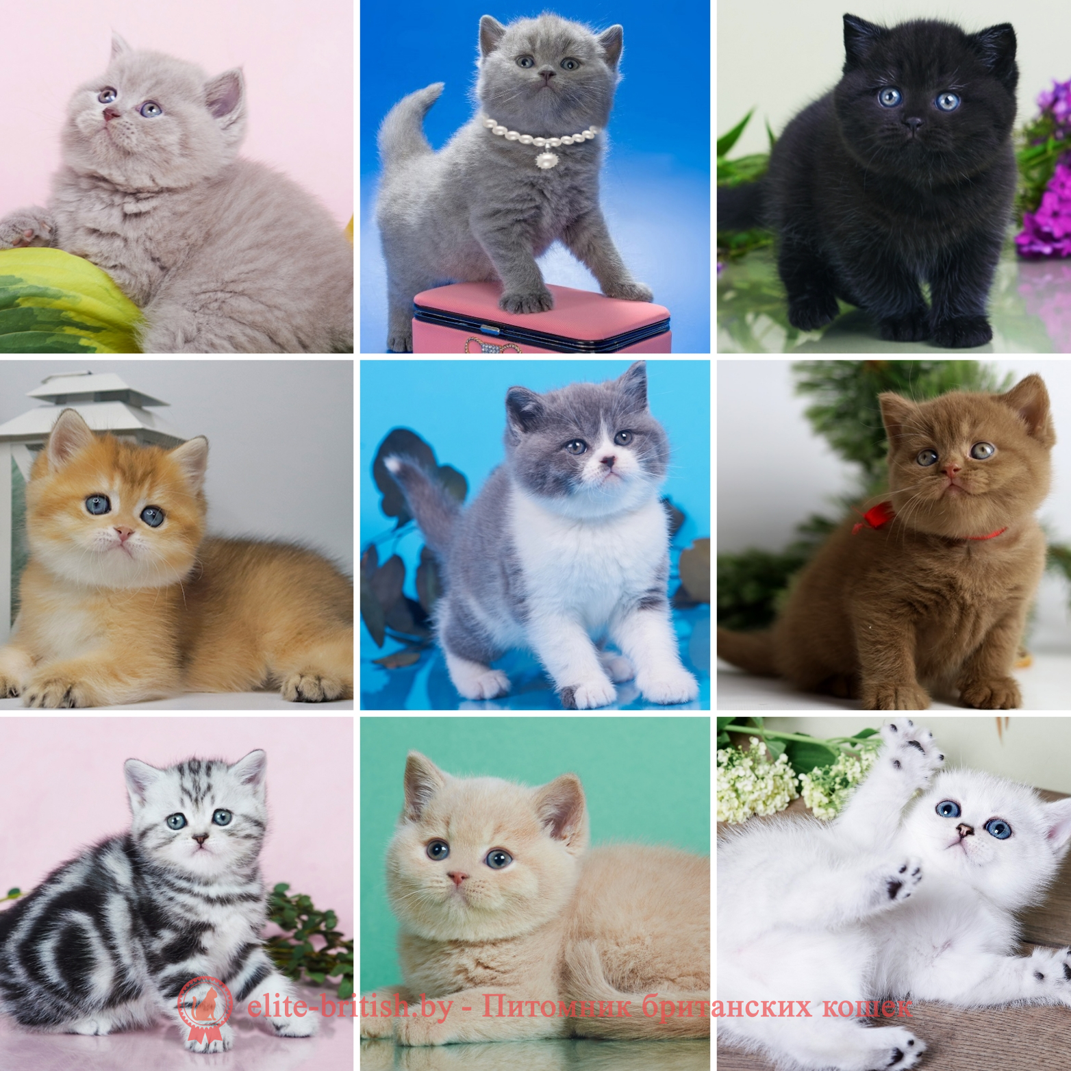 Купить британского котенка в Минске в питомнике: лиловые, голубые, шоколадные, мраморные, шиншиллы золотые и серебристые