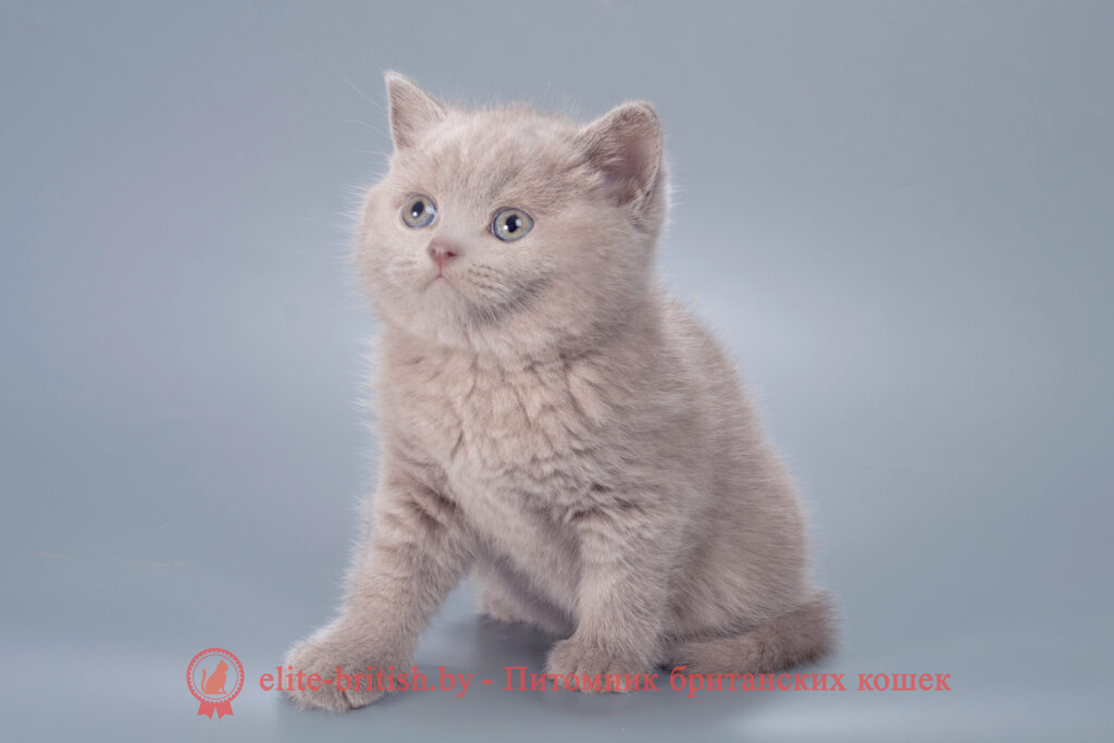 британские котята лиловый, британский короткошерстный котенок лиловый, лиловый британская кошка, кот британский лиловый, британский котенок лиловый, лиловый британец, лиловый британец, британские котята лиловый фото, британцы лиловый биколор фото, циннамон британец, фавн британский котенок