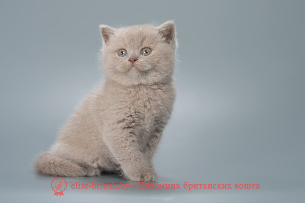 британские котята лиловый, британский короткошерстный котенок лиловый, лиловый британская кошка, кот британский лиловый, британский котенок лиловый, лиловый британец, лиловый британец, британские котята лиловый фото, британцы лиловый биколор фото, циннамон британец, фавн британский котенок