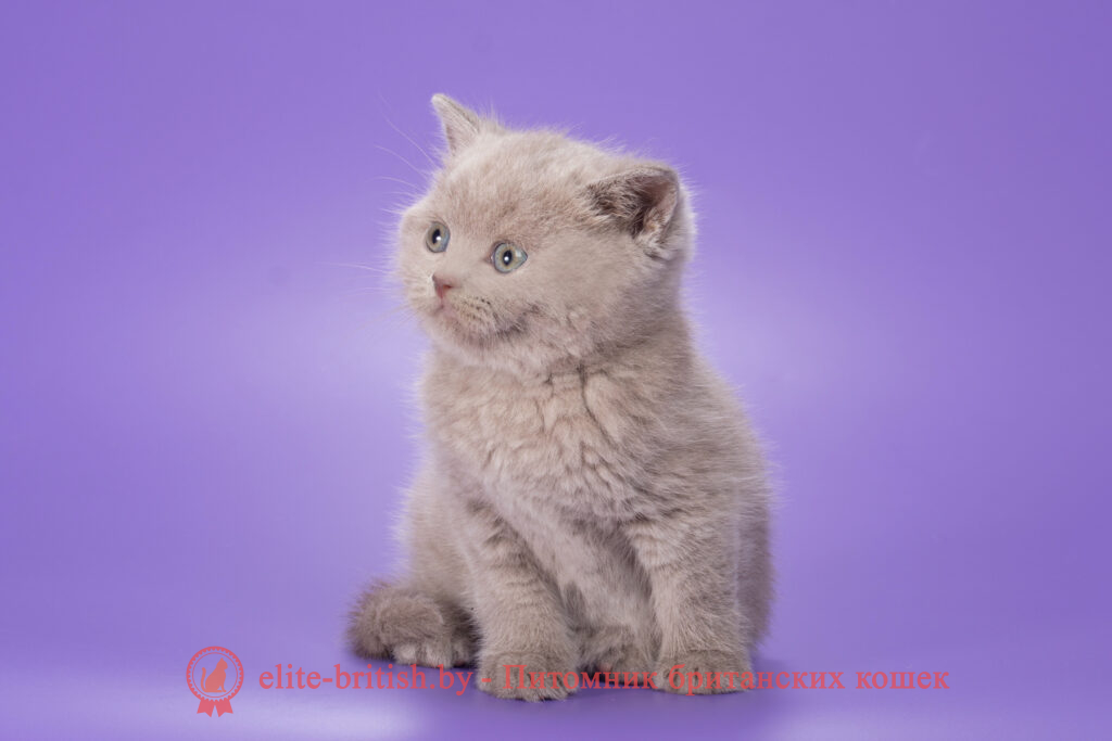 британские котята лиловый, британский короткошерстный котенок лиловый, лиловый британская кошка, кот британский лиловый, британский котенок лиловый, лиловый британец, лиловый британец, британские котята лиловый фото, британцы лиловый биколор фото, циннамон британец, фавн британский котенок
