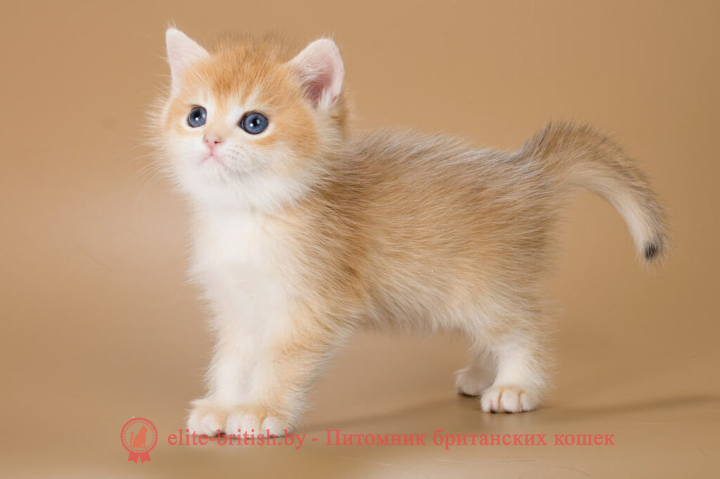 купить британского котенка, купить британца, золотой британский кот, золотые британцы фото, золотой британец, британская кошка золотая шиншилла, британский кот шиншилла золотая, золотой тикированный британец, британец золотая шиншилла, британец золотистый, котята британские окрас золотая шиншилла, британская кошка золотая шиншилла фото, британец окрас золотая шиншилла фото, британский золотой котенок, британская золотая кошка, британские котята золотая шиншилла, британский золотистый кот, кот золотой британец, британцы окрас золотой, британцы окрас золотая шиншилла, котята британцы золотая шиншилла, золотистые британские котята, британские котята золотого окраса, британцы золотая шиншилла фото, золотой окрас британских кошек, британцы золотого окраса, британские котята золотого окраса, британец окрас золотая шиншилла, британские котята окраса золотая шиншилла, питомник британских кошек золотых окрасов, британец окрас золотая шиншилла фото, затушеванный британец, серебристый затушеванный британец, кошки британские серебристые, британская короткошерстная окраса золото